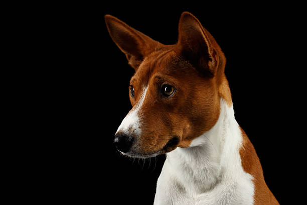 istock Pedigree White with Red Basenji Dog on Isolated Black Background 608561588