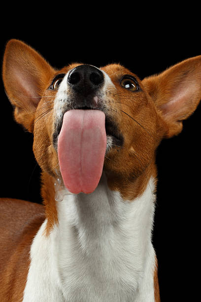 istock Pedigree White with Red Basenji Dog on Isolated Black Background 608563146