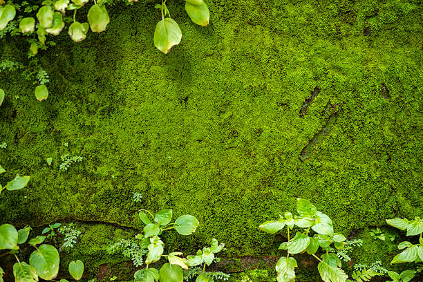 cadre de fougère avec de la mousse sur le fond du mur. - mousse végétale photos et images de collection