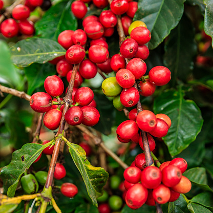 Close-up of coffee cherries on coffee farm in Kenya, Africa. There are several species of Coffea - the coffee plant. The finest quality of Coffea being Arabica, which originated in the highlands of Ethiopia. Arabica represents almost 60% of the world’s coffee production..