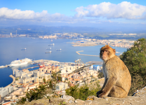 A Barbary Macaque, Macaca sylvanus, sitting on a rusty metal fence looking out over the Strait of Gibraltar towards Morocco (not in photo).