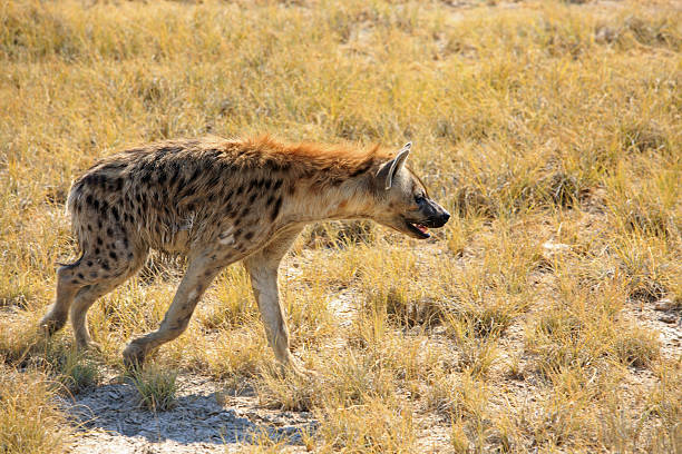 An isolated Spotted Hyean walking on the plains in Etosha national park