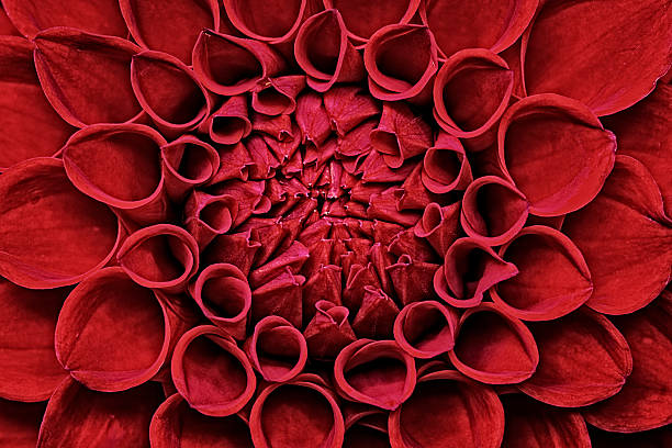 istock Red Dahlia flower closeup 608573306