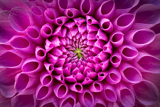 istock Pink Dahlia flower closeup 608578388