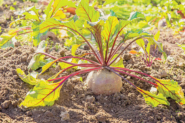 Large grown beet with beautiful leaves in the garden.