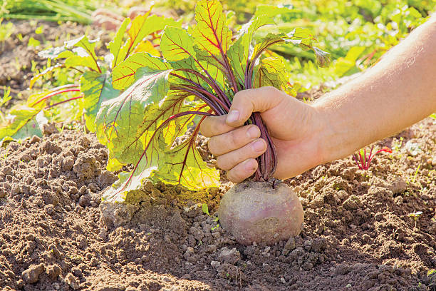 Hand holding a large, beautiful grown beet in the garden.