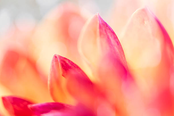 istock Red and pink Dahlia flower closeup 608584472