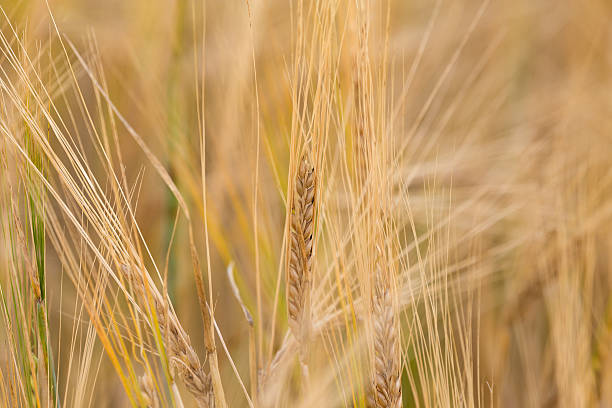 istock Organic golden spring wheat grains 608590092