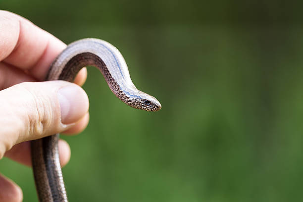 istock Slow Worm or Blind Worm, Anguis fragilis 608590146