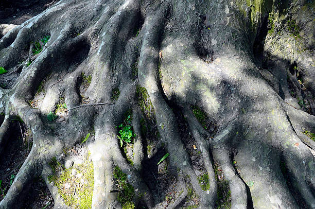 istock Close up of tree roots 608597498