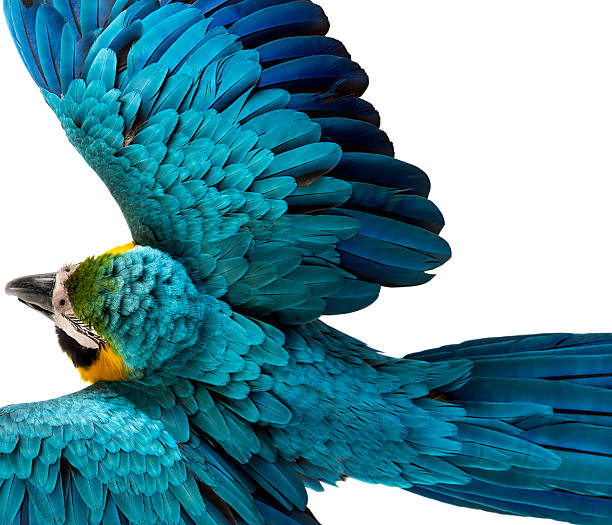 Top view of a Blue-and-yellow Macaw flying isolated on white Top view of a Blue-and-yellow Macaw flying isolated on white gold and blue macaw photos stock pictures, royalty-free photos & images