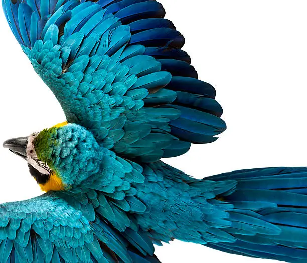 Photo of Top view of a Blue-and-yellow Macaw flying isolated on white