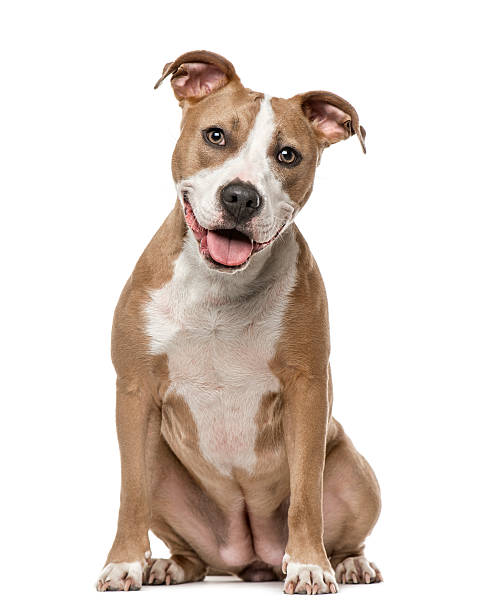 terrier de staffordshire assis, isolé sur blanc - terrier chien de race photos et images de collection