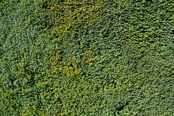 istock Green texture of foliage 608601458