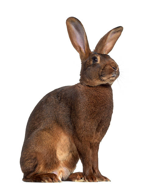 istock Side view of Belgian Hare isolated on white 608602470