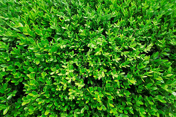 istock Conservation of environment concept. Green leaf texture. 608603006