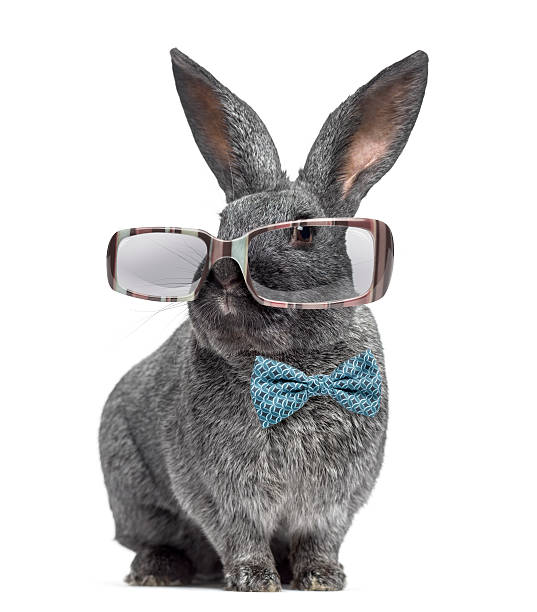 白い上に隔離された眼鏡と蝶ネクタイを身に着けているアルジャンテウサギ - concentration contemplation clothing viewpoint ストックフォトと画像