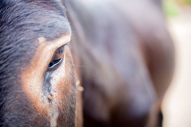 photo du visage de l’âne, focus sur l’œil - mule animal profile animal head photos et images de collection