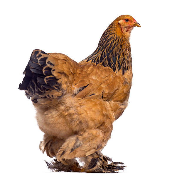 30+ Buff Brahma Chickens Stock Photos, Pictures & Royalty-Free