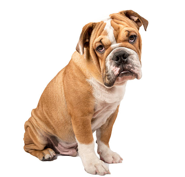 istock English bulldog puppy isolated 608605632