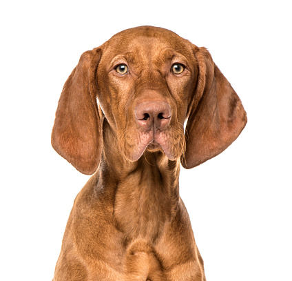 Close-up of Vizsla puppy, 6 months old, isolated on white