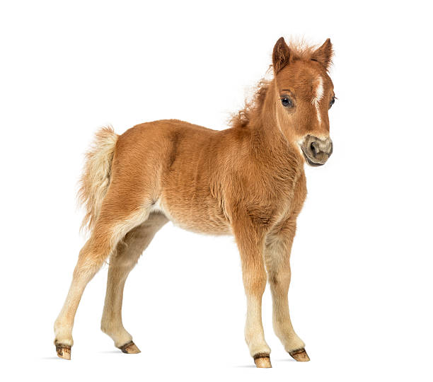 istock Side view young poney, foal against white background 608613894
