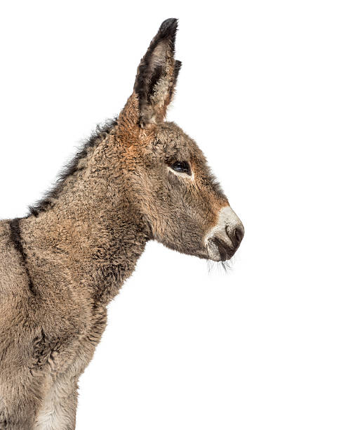 istock Close up of a provence donkey foal isolated on white 608618630