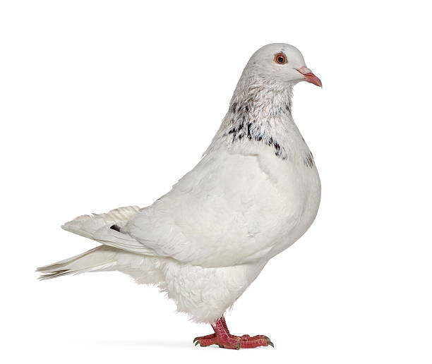 istock Side view of a Texan pigeon isolated on white 608620358