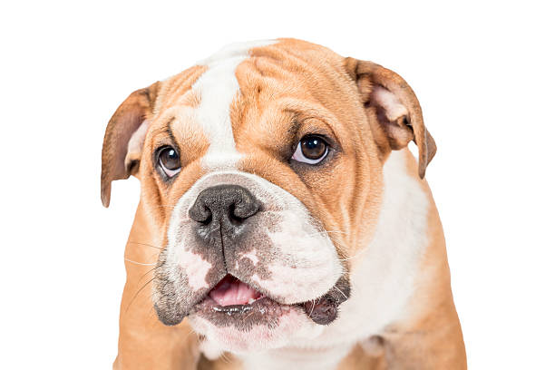istock Cute English bulldog 608621008