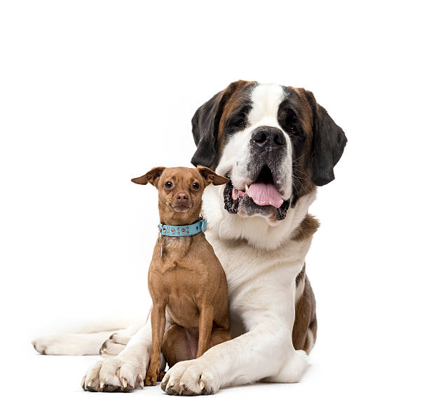 St. Bernard and Miniature Pinscher staring isolated on white