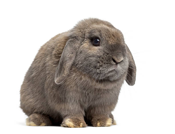 istock Side view of Holland Lop rabbit isolated on white 608621342