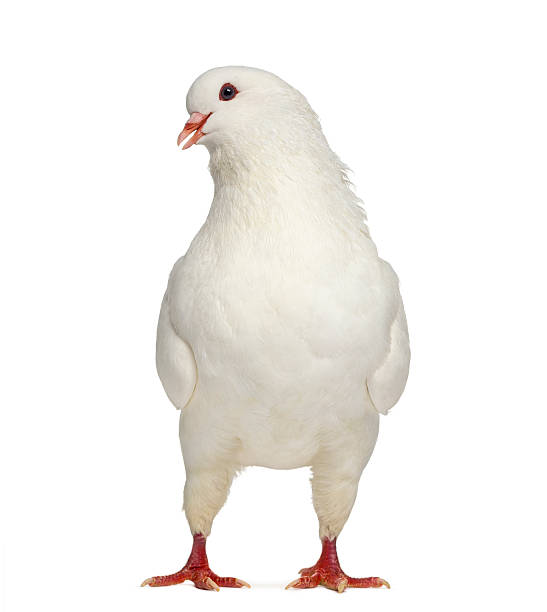istock White King Pigeon cooing isolated on white 608621382