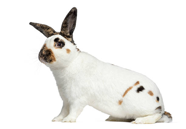 istock Side view of Checkered rabbit isolated on white 608621512