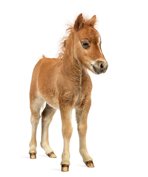 istock Front view of a young poney, foal against white background 608621614