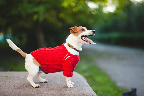 istock Dog on the street 608623510