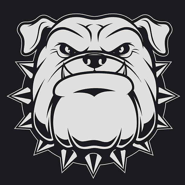 Head ferocious bulldog Vector illustration head ferocious bulldog mascot, on a black background mean dog stock illustrations