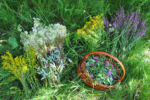 istock Gather Herbs. Herbal Plants. Hypericum perforatum, yellow bedstraw 608628244