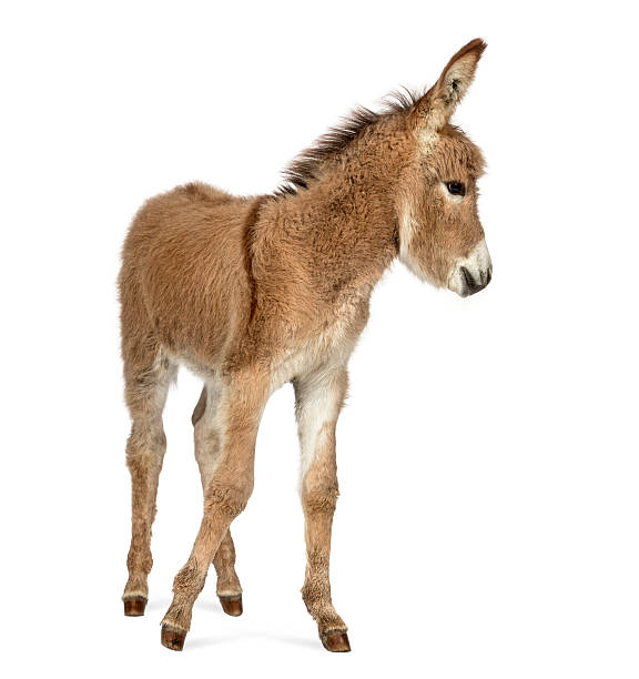 istock Side view of a Provence donkey foal isolated on white 608628344