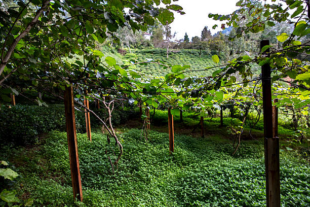 istock Kiwi garden turkey rize nature 608628796