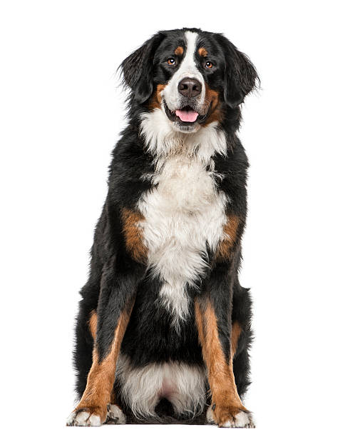 istock Bernese Mountain Dog sitting and panting, isolated on white 608629608