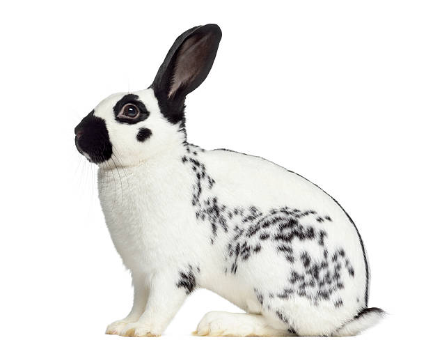istock Side view of Checkered rabbit isolated on white 608629786