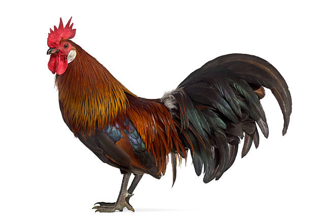 istock side view of a Belgian rooster isolated on white 608631458