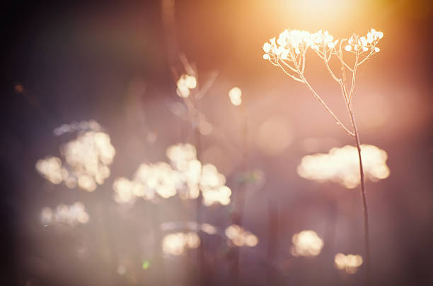 istock Autumn sunset plant 608631666