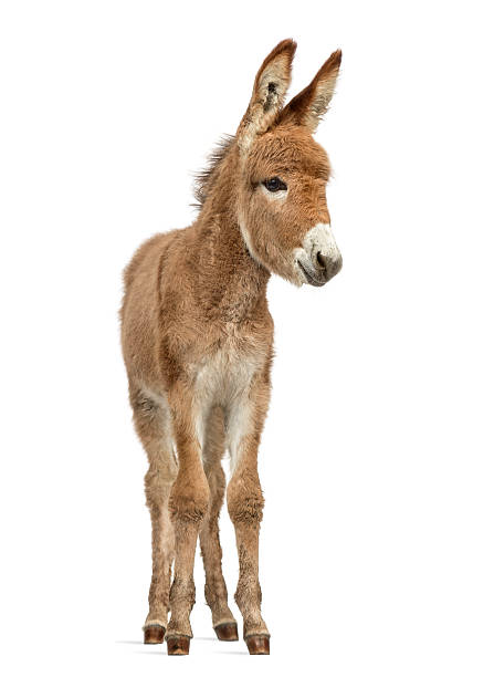 istock Provence donkey foal isolated on white 608632072