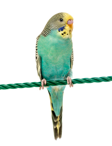 Budgerigar parakeet perched on a finger isolated on white