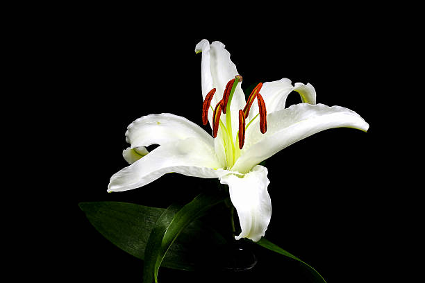 istock Close up macro white lily with pollen on black background 608634980
