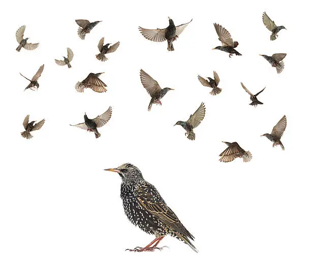 starling in flight (Sturnus vulgaris) isolated on white. Studio shot.