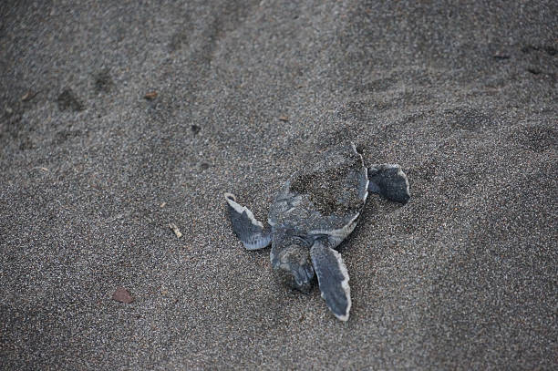 istock Turtle baby in the sand 608636596