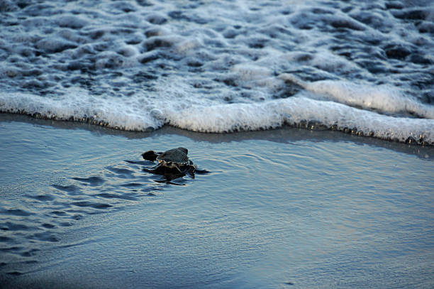 istock Turtle baby almost in water 608636902