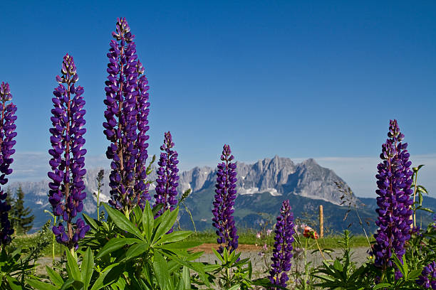 splendeur des fleurs dans les montagnes - ackerlspitze photos et images de collection